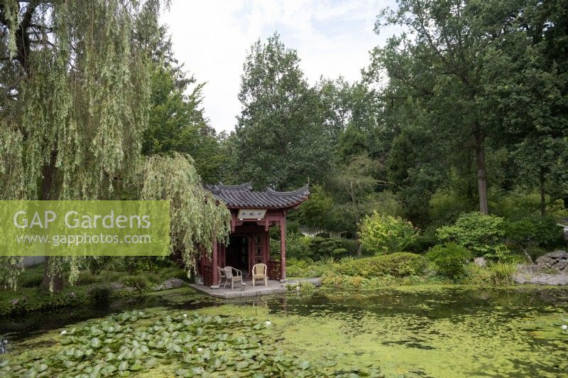 Haren Groningen Pays-Basjardins d'ornement chinois dans le Jardin Botanique Botanische tuin