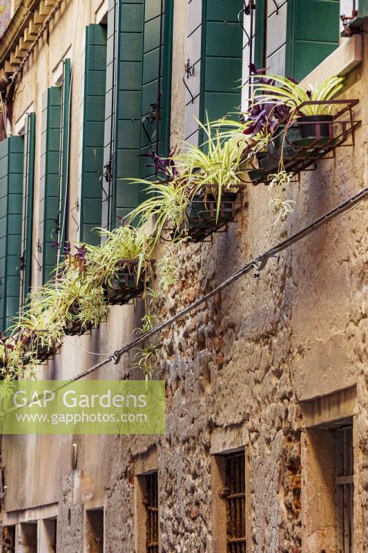 Rangée de pots dans des jardinières en métal, avec des plantes araignées, Chlorophytum comosum, avec des fenêtres à volets verts derrière.