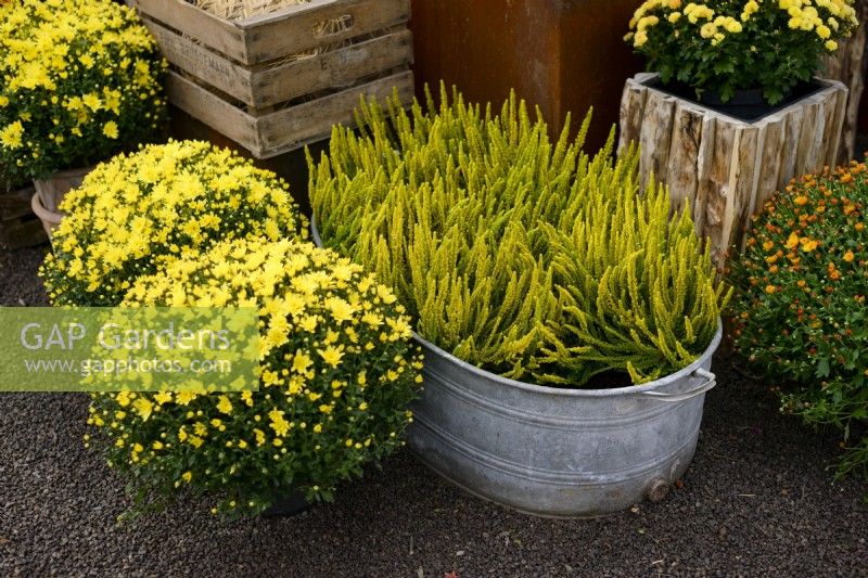 Arrangement de jardin jaune avec Chrysanthemum multiflora et Calluna vulgaris jaune
