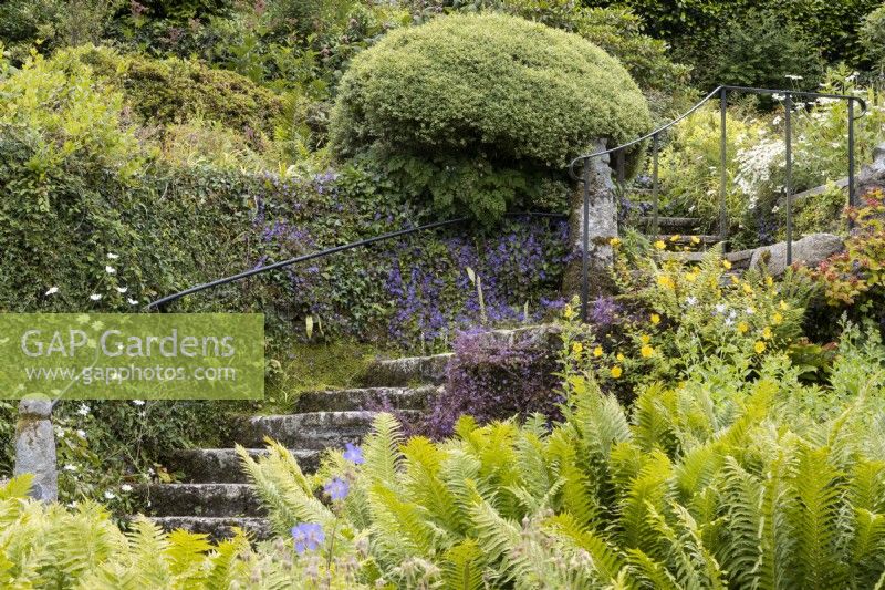 Une profusion de fougères devant un escalier en pierre menant à un jardin de style cottage. La maison du jardin, Yelverton, Devon. Été.