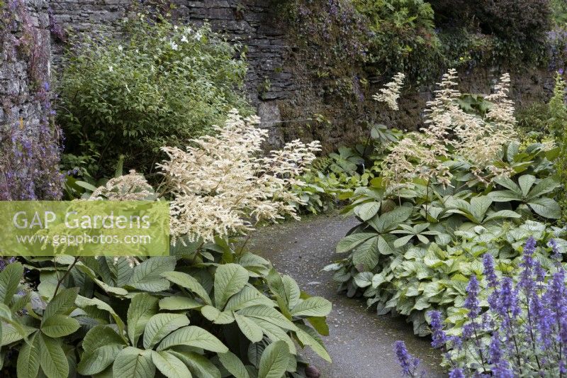 Rodgersia pinnata Elegans, fleurs et feuillages de chaque côté d'un chemin incurvé avec un mur de pierre derrière. La maison du jardin, Yelverton, Devon. Été.