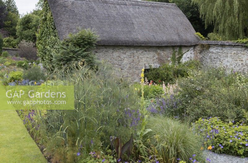 Le fenouil pousse parmi d'autres plantes dans une plantation de style cottage avec une ancienne grange en pierre derrière. La maison du jardin, Yelverton, Devon. Été.