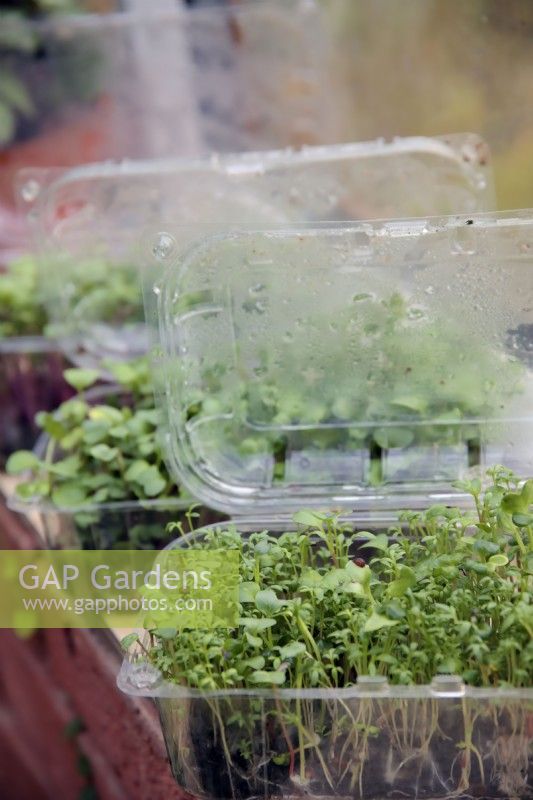 Cultiver des salades de rebord de fenêtre dans des barquettes de fruits rouges réutilisées - Cresson - Lepidium sativum et Radis - Raphanus sativus