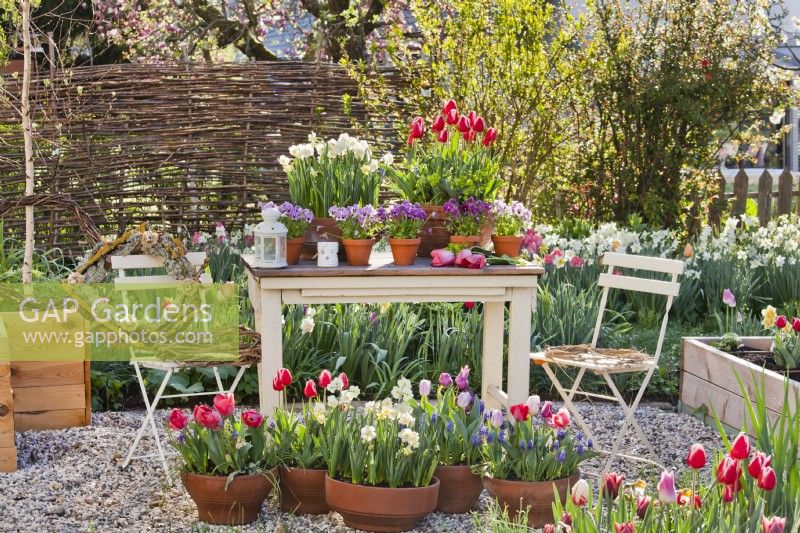 Arrangement extérieur avec des tulipes en pot, des jonquilles et des pensées.