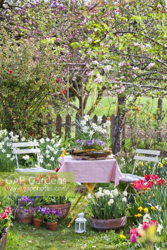 Garden in spring with relaxing area and containers planted with daffodils, tulips and pansies.