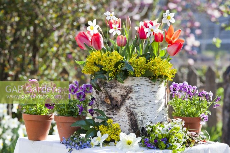 Pot en écorce de bouleau avec tulipes et jonquilles.