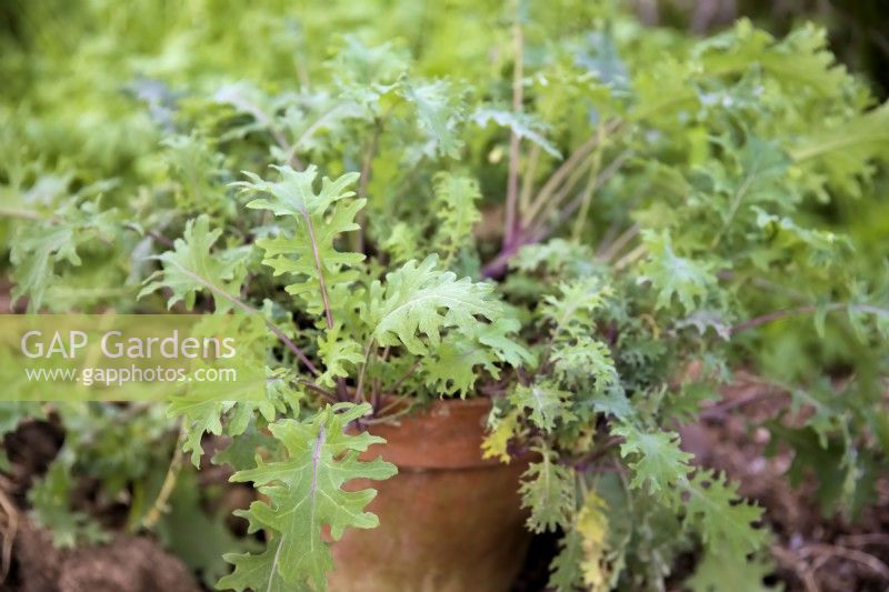 Brassica oleracea - Groupe Acephala - Kale 'Ragged Jack' poussant dans un pot pour les salades d'hiver