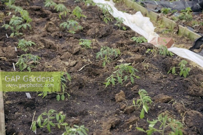 Fleece - tiré ici pour montrer la culture - utilisé pour fournir un habitat de croissance chaud pour les plants de tomates - Solanum lycopersicum