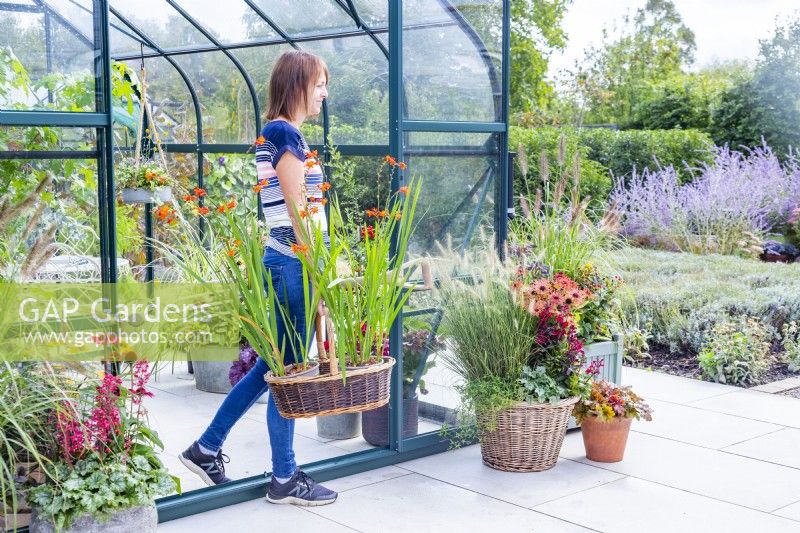 Woman carrying a basket of Crocosmias out of a greenhouse