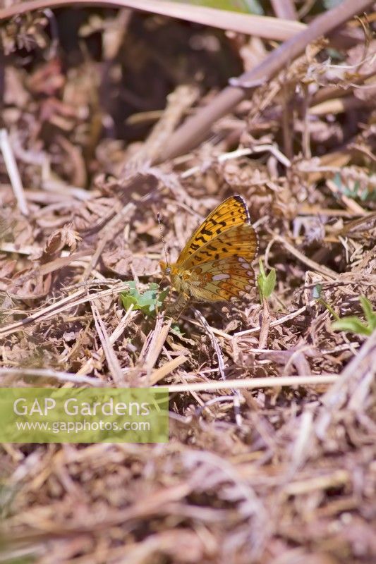 Pearl Bordered Fritillary butterfly - Boloria euphrosyne - egg laying on or close to Dog Violet - Viola riviniana foliage Dartmoor, Devon, UK