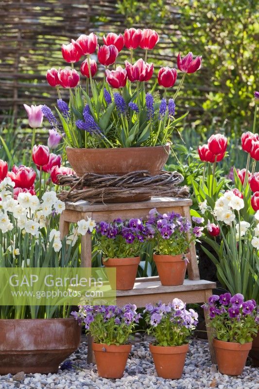 Aménagement extérieur avec pots plantés de jonquilles, tulipes, pensées et muscari.