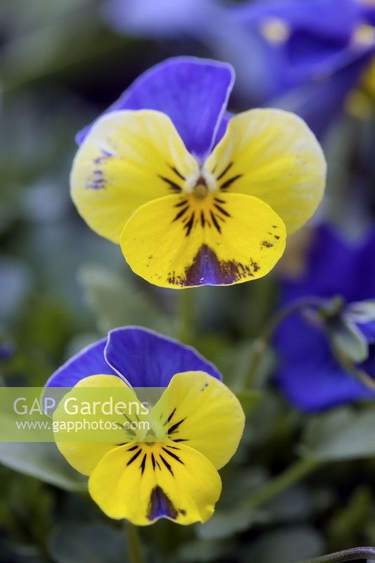 Mélange hybride Viola cornuta