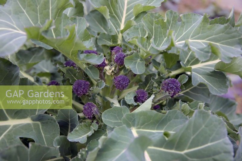 Brassica oleracea Italica Group 'Rudolph' - brocoli violet à germination