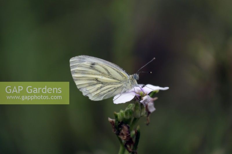Papillon blanc veiné de vert - Pieris napi