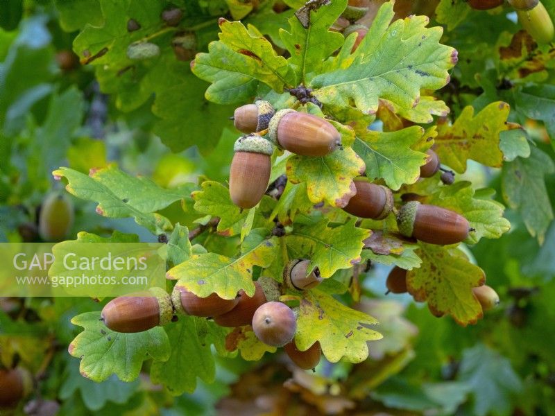 Quercus robur - Glands Octobre