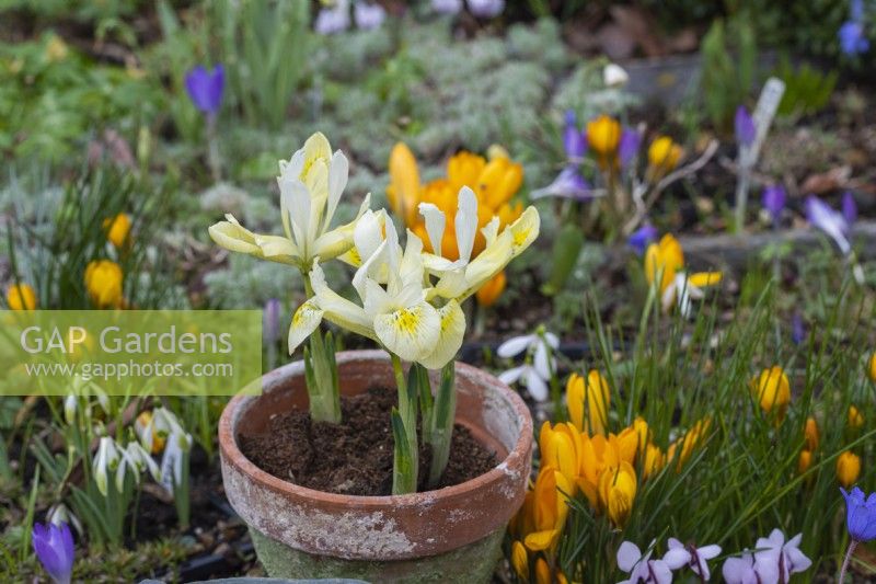 Iris histrioides 'Katharine's Gold', un iris reticulata, un bulbe à floraison hivernale, en janvier et février