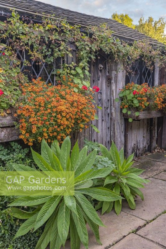 Vue d'un abri de jardin en bois rustique avec Bidens 'Orange Splash' fleurissant dans des jardinières et le feuillage d'Echiun pinnifolium en automne - octobre