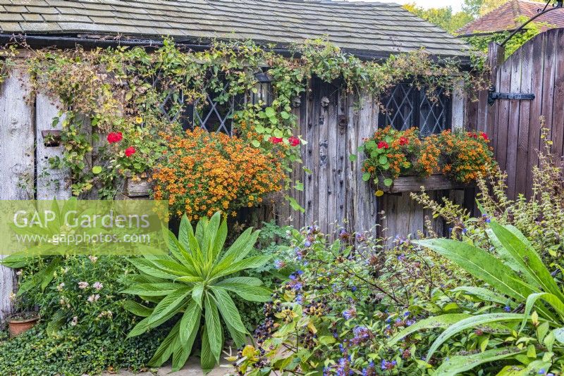 Vue d'un abri de jardin en bois rustique avec Bidens 'Orange Splash' fleurissant dans des jardinières et le feuillage d'Echiun pinnifolium en automne - octobre