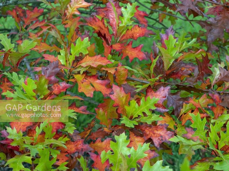 Quercus texana - Feuilles de chêne rouge du Texas en automne
