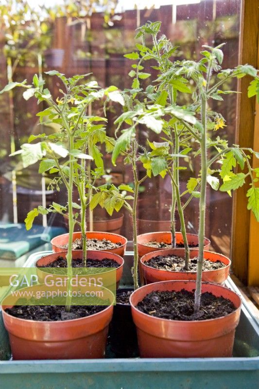 Bac de jeunes plants de tomates dans une serre