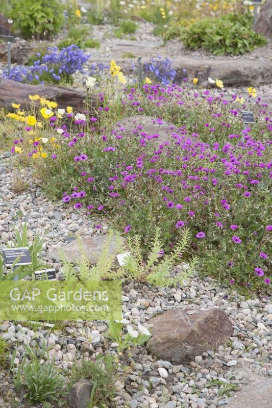 Plantes alpines européennes fleurissant en juin dans le cercle polaire arctique au niveau de la mer. Conditions semblables à des éboulis. Géranium subcaulescens, Rhodiola, Primula scotica, Ranunculus pyrenaeus.