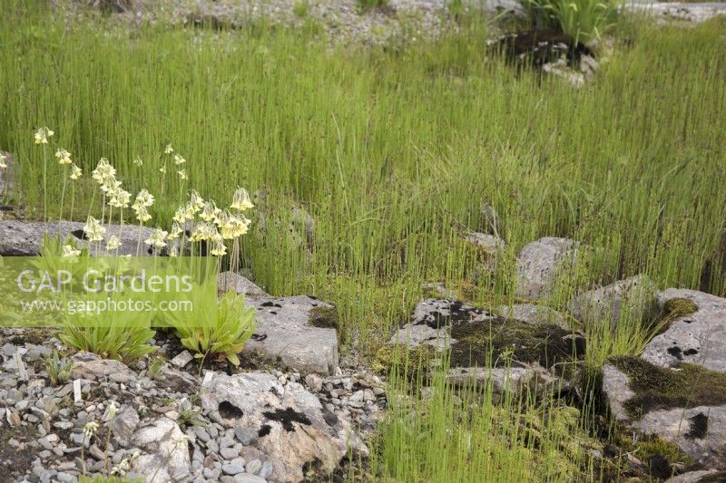 Étang avec plantes de marais et marginaux. Primula florindae. Au milieu de l'été.