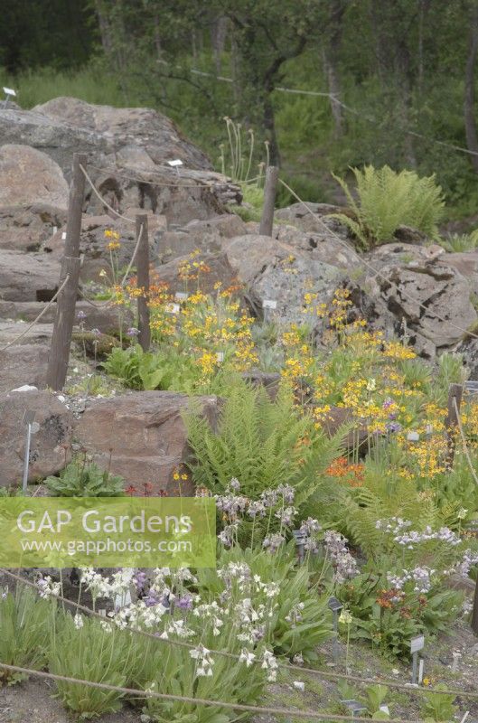 Primevères poussant sur des talus escarpés et rocheux, y compris Primula florindae; Primula nivalis; Primevère hazarica. Au milieu de l'été. Juin
