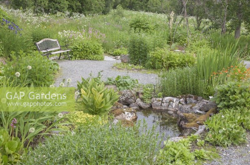 Jardin traditionnel nord-norvégien avec siège de jardin en bois; petit étang; zone de prairie. Mi-été. Vivaces. Allium, Bergenia, Primula, Persicaria, Aconitum, Filipendula ulmaria 'Flore Pleno', Hosta sieboldiana.