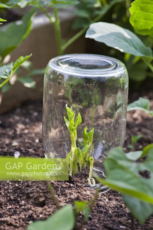 Pot en verre protection contre le gel de fin de printemps pour les jeunes pousses de dahlia.