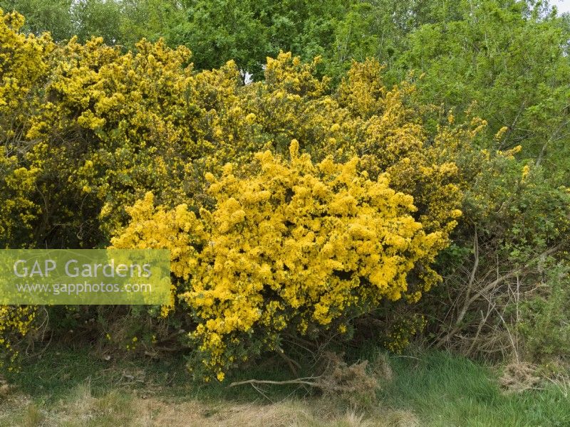 Ulex europaeus - L'ajonc commun en fleur, East Ruston Heath Norfolk UK