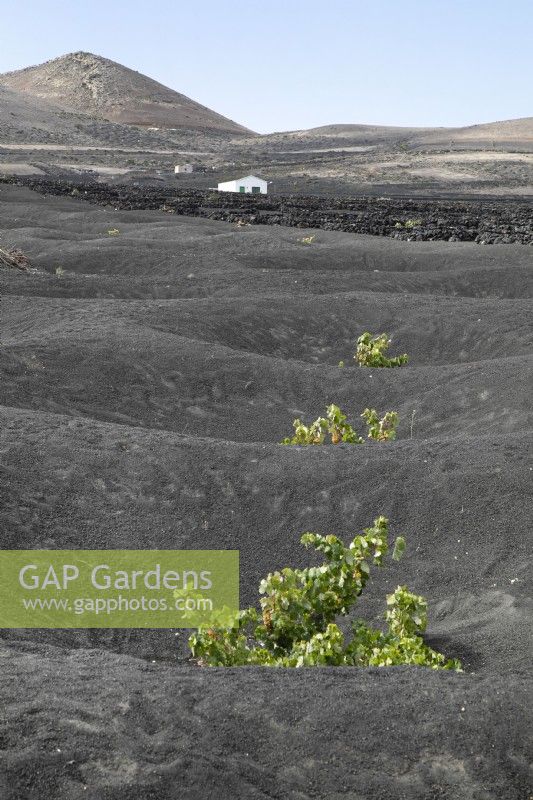Vignes plantées dans des bas-fonds en sol volcanique à Lanzarote - août