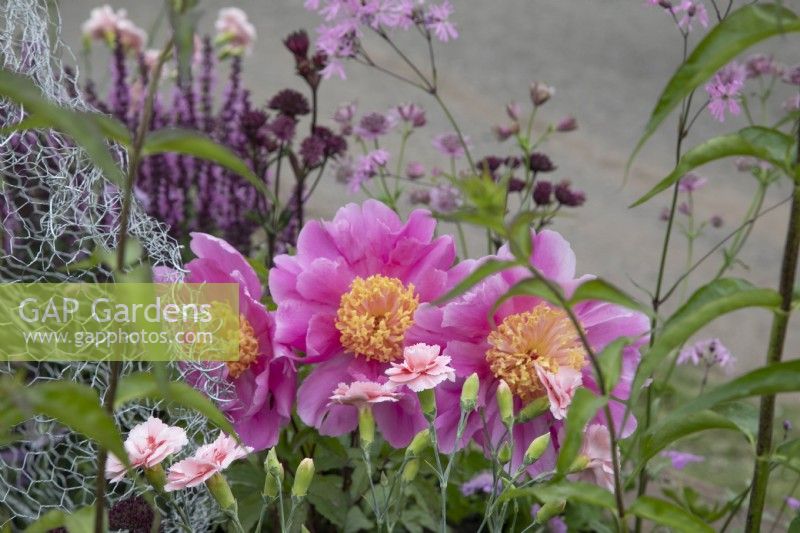 Pivoines roses dans le magnifique parterre de fleurs We Deserve a Wild Life au BBC Gardener's World Live 2022