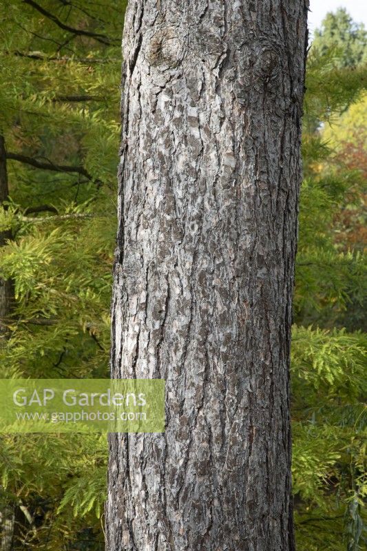 Pinus Nigra ssp Laricio écorce à Bodenham Arboretum, octobre
