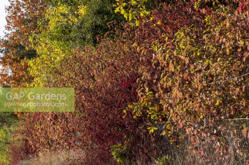 Cornus sanguinea ajoute un ton bordeaux chaud à cette haie de délimitation à l'automne. Il est adossé à un mélange de feuillus et de conifères dont : Quercus ilex, Castanea sativa et Quercus rubra.