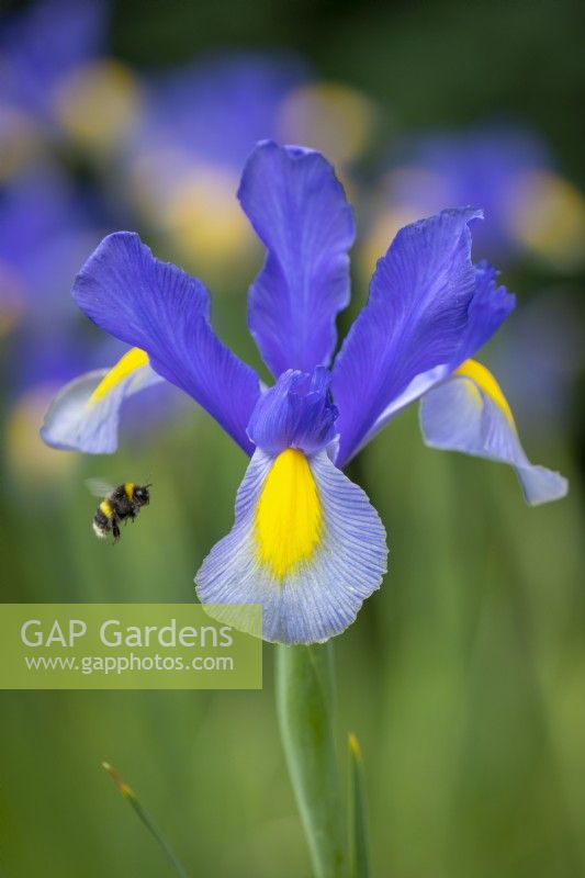 Bee landing on Iris x hollandica 'Mystic Beauty'