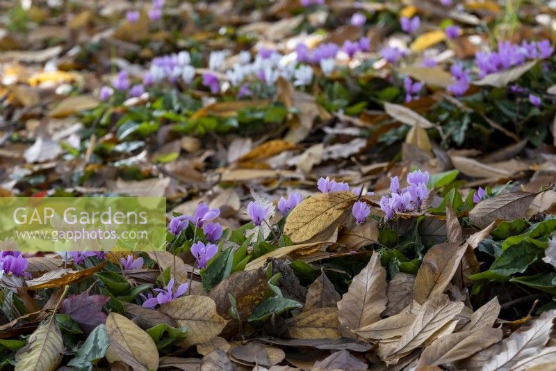Cyclamen hederifolium flowering pushing up through all the fallen leaves.