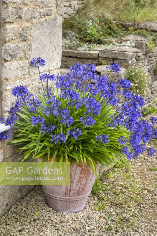 Agapanthus 'Navy Blue' syn A. 'Midnight Star' - African lily - growing in a terracotta pot.