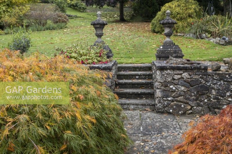 Deux acers à croissance basse Acer palmatum 'Viridis' à gauche de chaque côté d'un chemin pavé menant à un ensemble de marches avec un mur en pierre de chaque côté, surmonté de faîteaux en pierre et menant à une pelouse. Whitstone Farm, Devon NGS jardin, automne
