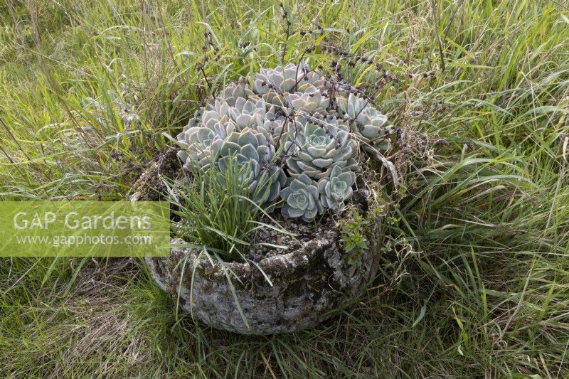 Les boules de neige mexicaines, Echeveria elegans, poussent dans un semoir en pierre bas parmi de longues herbes sauvages. L'automne.