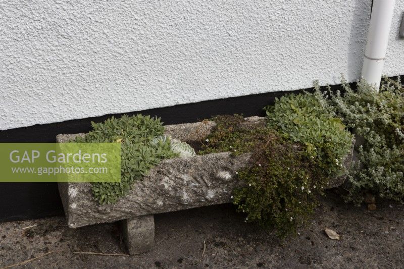 Diverses plantes succulentes poussent dans un creux en pierre bas à la base d'un mur de maison.L'automne.
