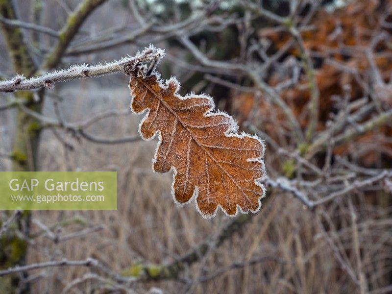 Quercus robur - feuilles de chêne commun couvertes de givre hiver décembre