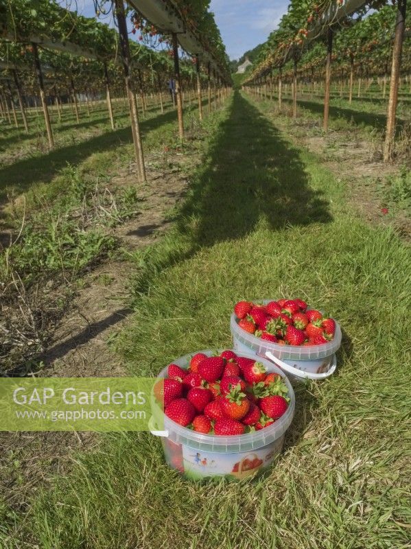 Pots de fraises cueillies entre les rangées de supports surélevés sur votre propre ferme