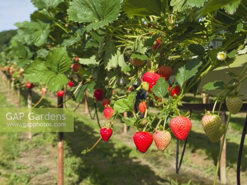 Plants de fraisiers élevés par des supports sur une ferme commerciale