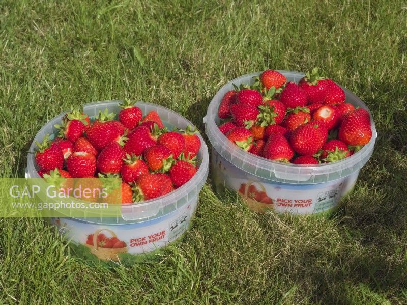 Pots de fraises cueillies sur commercial choisissez votre propre ferme
