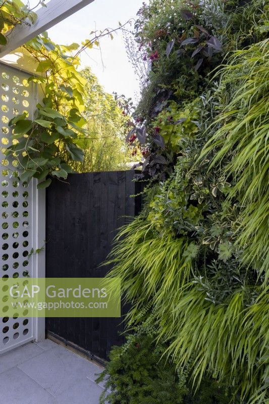 Mur vert dans un petit jardin de banlieue, avec des plantes dont Hakonechloa macra, Hakonechloa aureola
