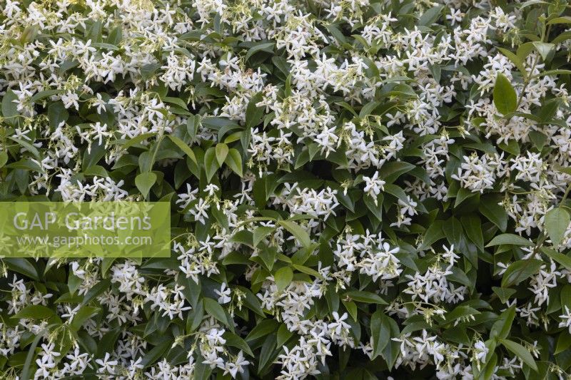 Gros plan sur Trachelospermum jasminoides ou jasmin étoilé