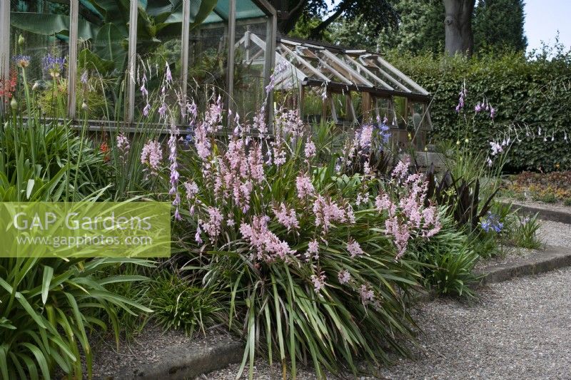 Watsonia laccata au jardin botanique de Winterbourne