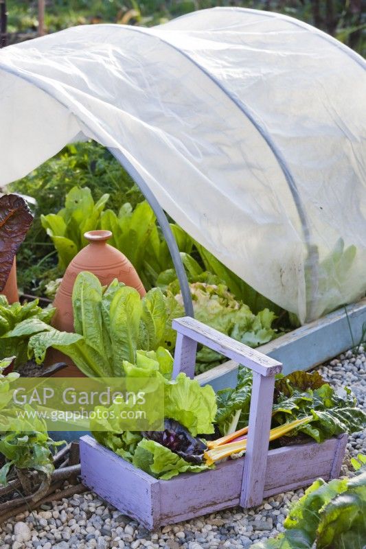 Trug avec des légumes récoltés cultivés sous une protection en polaire tunnel faite maison - laitue, bette à carde et radicchio.