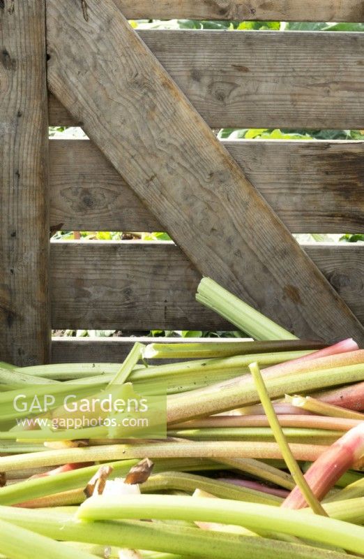 Rhubarbe récoltée : verte « Goliath » en caisses bois.