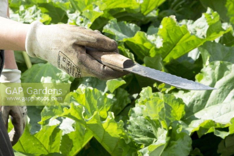 Couper la rhubarbe : 'Goliath' vert avec un couteau spécial et porter des gants de jardinage.